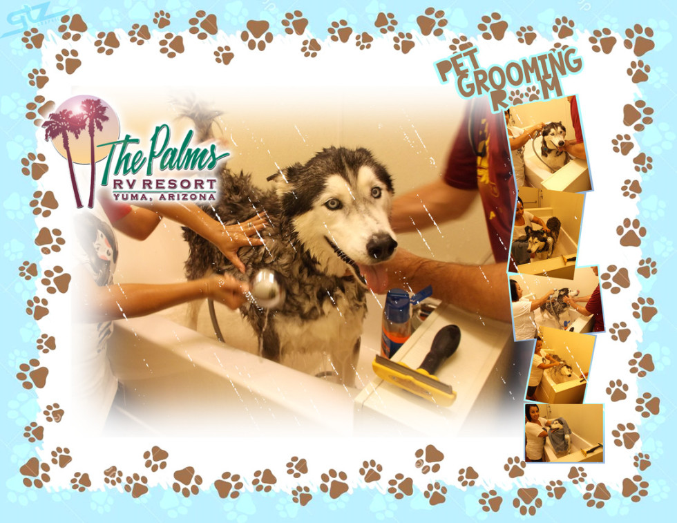 Palms Pet grooming Room